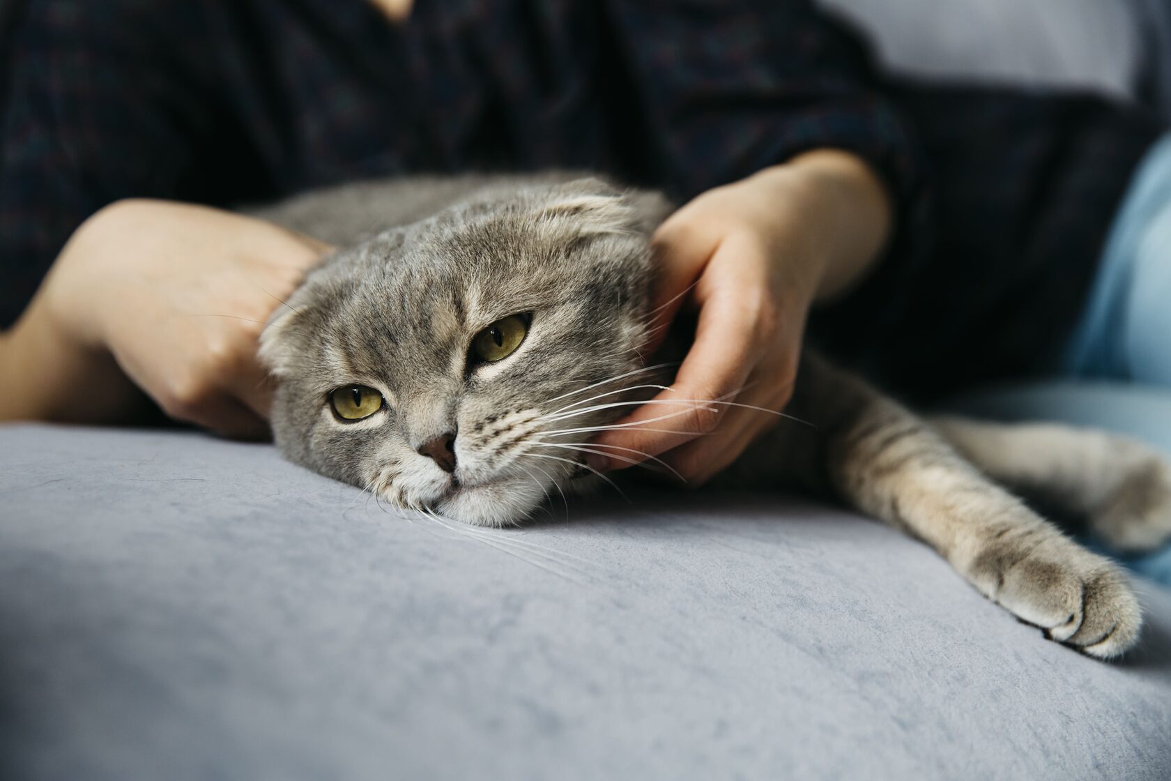 Плачут ли кошки?